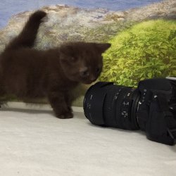 Lindt. котик. шоколадный