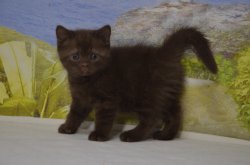 Lindt. котик. шоколадный