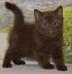 Lindt. котик. шоколадный