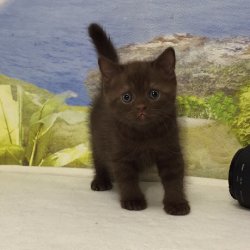 Lindt. котик. шоколадный