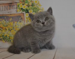 Xavier