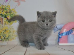 Xavier