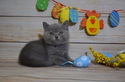 Xavier