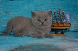 Yudgen