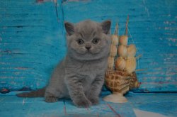 Yurij