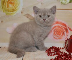 котята