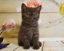 котята