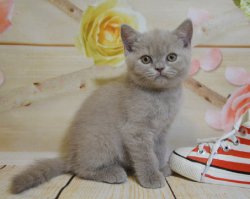 котята
