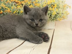 котята