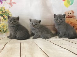 котята