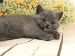 котята