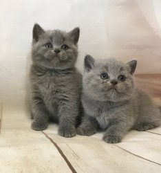 котята