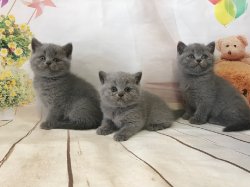 котята