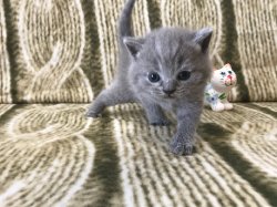 Calvin