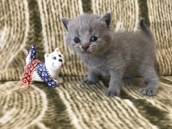 Casper