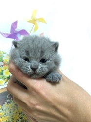 Олсен