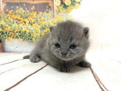 Олаф