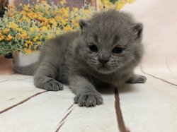 Олсен
