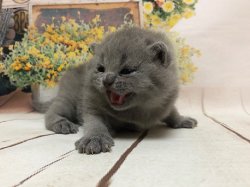 Олсен
