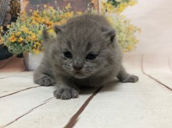 Олсен