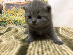 Оливер