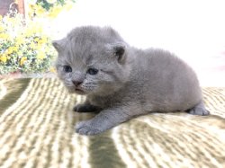 Оливер