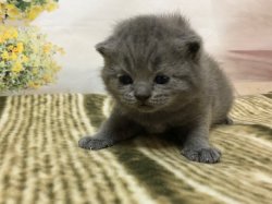 Оливер