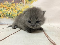 Олаф