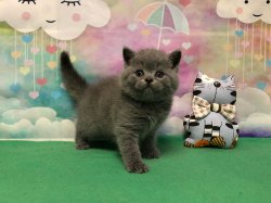 Оливер