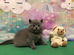 Олаф