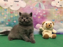 Олаф