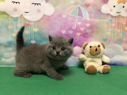 Олаф