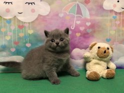 Олаф