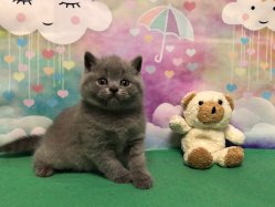 Олаф