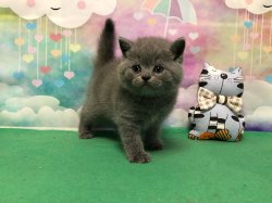 Оливер