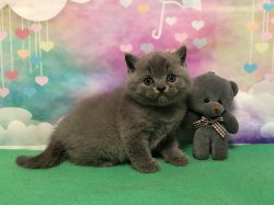 Олсен