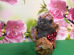 Олсен