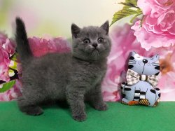 Олаф