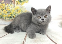 Оливер