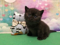 Персей