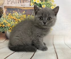 Парамон