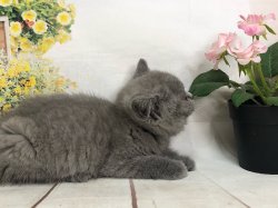 Пдатон