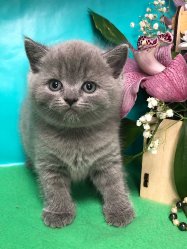 София-голубая