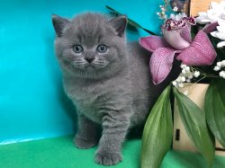 Сильвестр-голубой