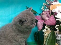 Сильвестр-голубой