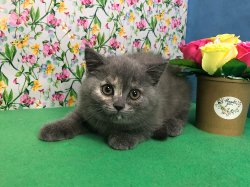 Сенди-голубокремовая