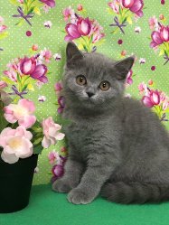 София-голубая