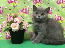 София-голубая