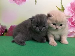 котята