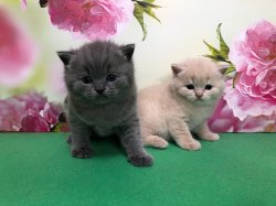 котята